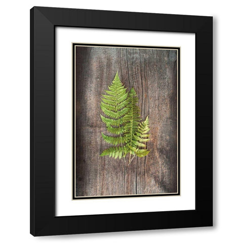 Woodland Fern III Black Modern Wood Framed Art Print with Double Matting by Schlabach, Sue