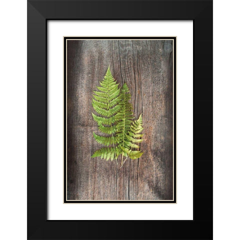 Woodland Fern III Black Modern Wood Framed Art Print with Double Matting by Schlabach, Sue