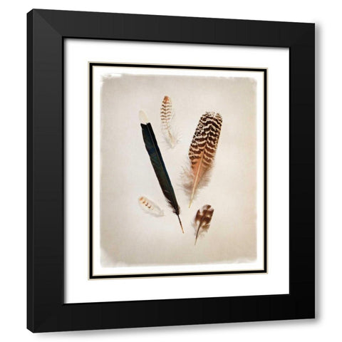 Feather Group II Black Modern Wood Framed Art Print with Double Matting by Van Swearingen, Debra