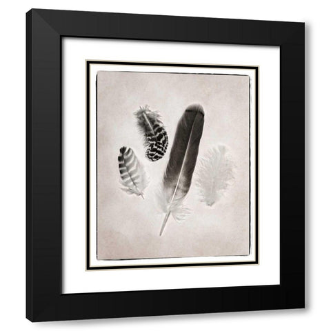 Feather Group I BW Black Modern Wood Framed Art Print with Double Matting by Van Swearingen, Debra