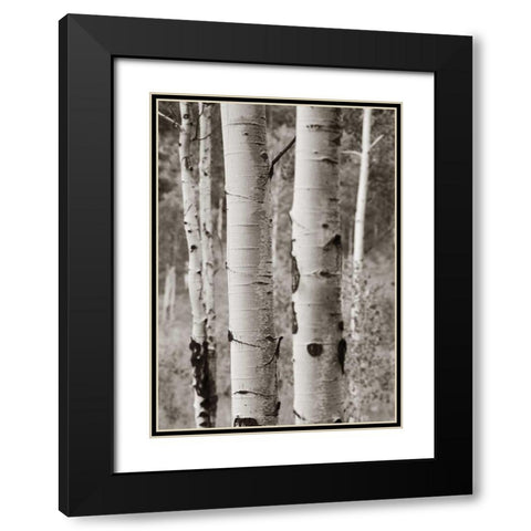 Aspens II Black Modern Wood Framed Art Print with Double Matting by Van Swearingen, Debra