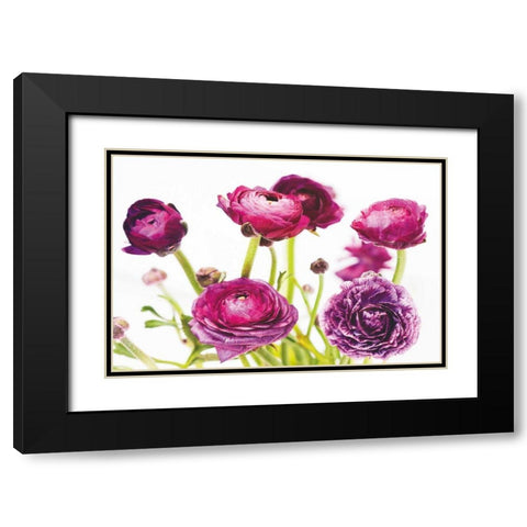 Spring Ranunculus III Black Modern Wood Framed Art Print with Double Matting by Marshall, Laura