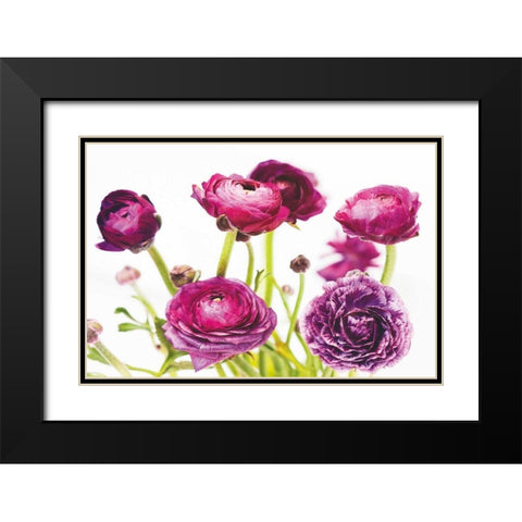 Spring Ranunculus III Black Modern Wood Framed Art Print with Double Matting by Marshall, Laura