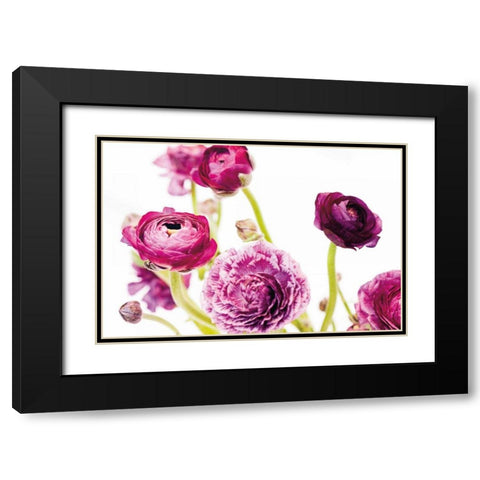 Spring Ranunculus IV Black Modern Wood Framed Art Print with Double Matting by Marshall, Laura