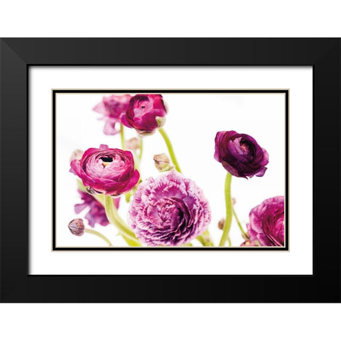 Spring Ranunculus IV Black Modern Wood Framed Art Print with Double Matting by Marshall, Laura