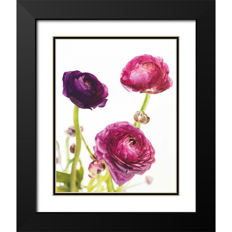 Spring Ranunculus V Black Modern Wood Framed Art Print with Double Matting by Marshall, Laura