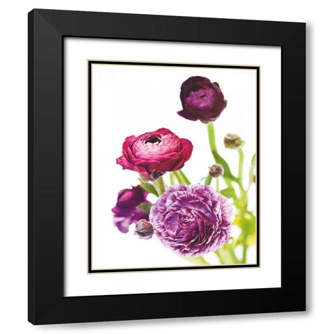Spring Ranunculus VI Black Modern Wood Framed Art Print with Double Matting by Marshall, Laura