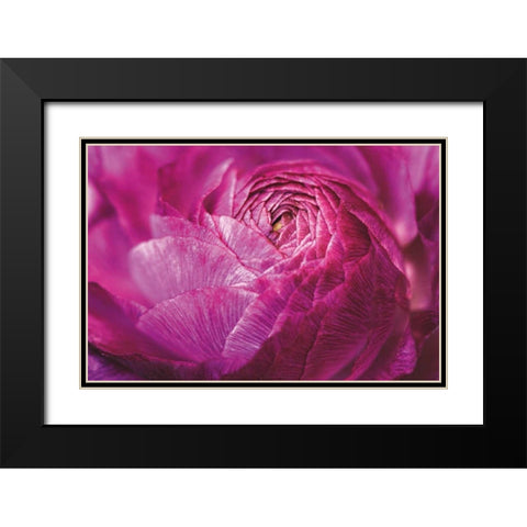 Ranunculus Abstract V Color Black Modern Wood Framed Art Print with Double Matting by Marshall, Laura