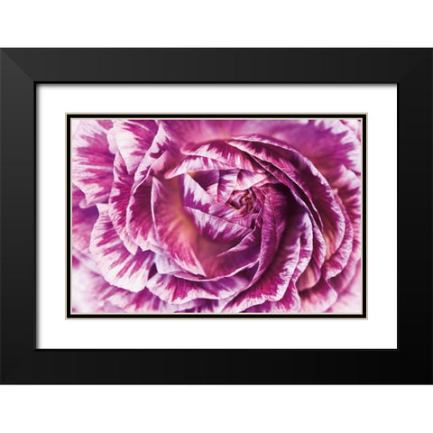 Ranunculus Abstract VI Color Black Modern Wood Framed Art Print with Double Matting by Marshall, Laura