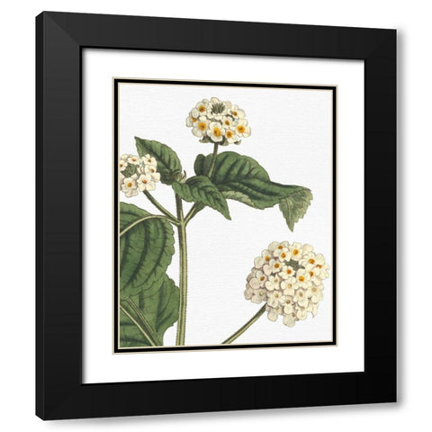 Botanique Bleu I on White no Words Black Modern Wood Framed Art Print with Double Matting by Wild Apple Portfolio