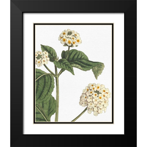 Botanique Bleu I on White no Words Black Modern Wood Framed Art Print with Double Matting by Wild Apple Portfolio