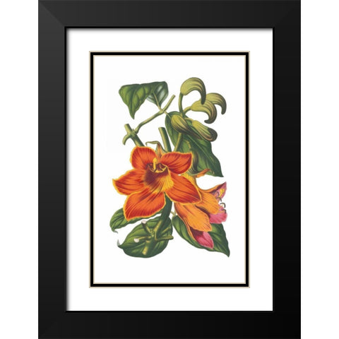 Antique Botanical XVIII Black Modern Wood Framed Art Print with Double Matting by Wild Apple Portfolio