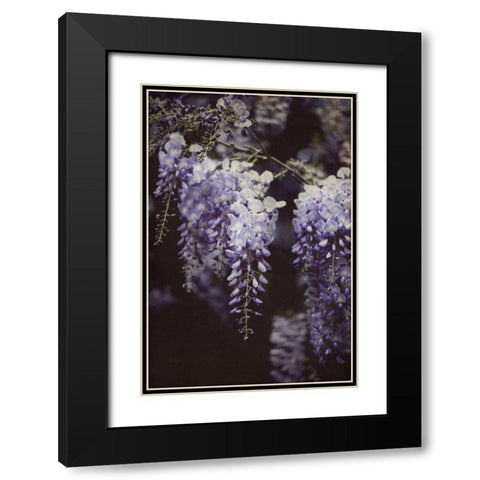 Wisteria Cascade I Black Modern Wood Framed Art Print with Double Matting by Urquhart, Elizabeth