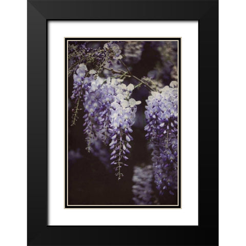 Wisteria Cascade I Black Modern Wood Framed Art Print with Double Matting by Urquhart, Elizabeth