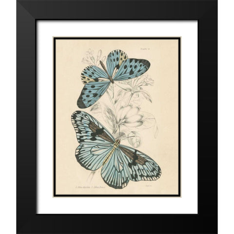 Assortment Butterflies II Black Modern Wood Framed Art Print with Double Matting by Wild Apple Portfolio