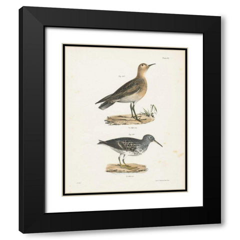 Shore Birds II Black Modern Wood Framed Art Print with Double Matting by Wild Apple Portfolio