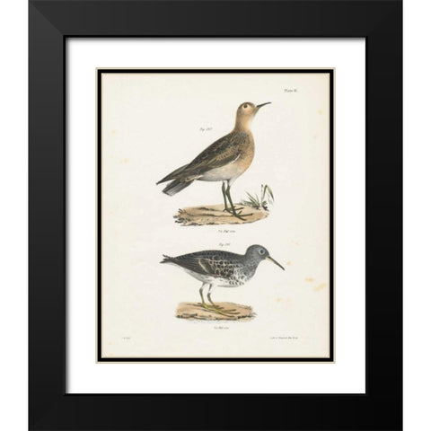 Shore Birds II Black Modern Wood Framed Art Print with Double Matting by Wild Apple Portfolio
