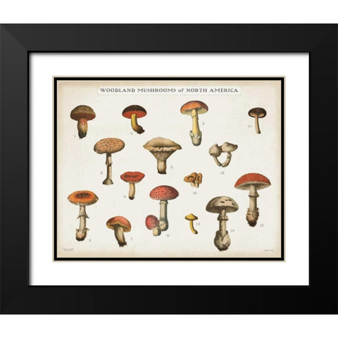 Mushroom Chart I light Black Modern Wood Framed Art Print with Double Matting by Wild Apple Portfolio