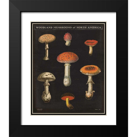 Mushroom Chart III Black Modern Wood Framed Art Print with Double Matting by Wild Apple Portfolio