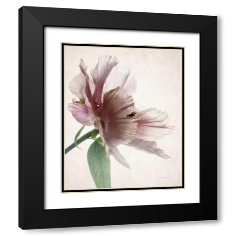 Translucent Peony II Black Modern Wood Framed Art Print with Double Matting by Van Swearingen, Debra