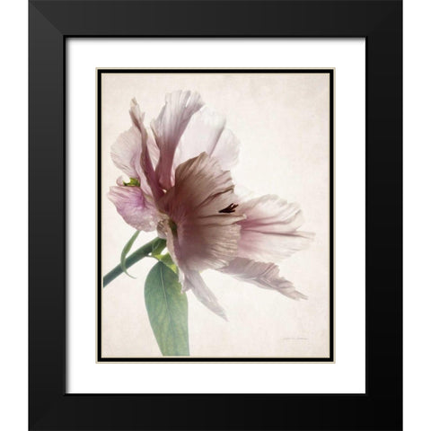 Translucent Peony II Black Modern Wood Framed Art Print with Double Matting by Van Swearingen, Debra