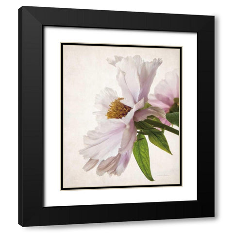 Translucent Peony IV Black Modern Wood Framed Art Print with Double Matting by Van Swearingen, Debra