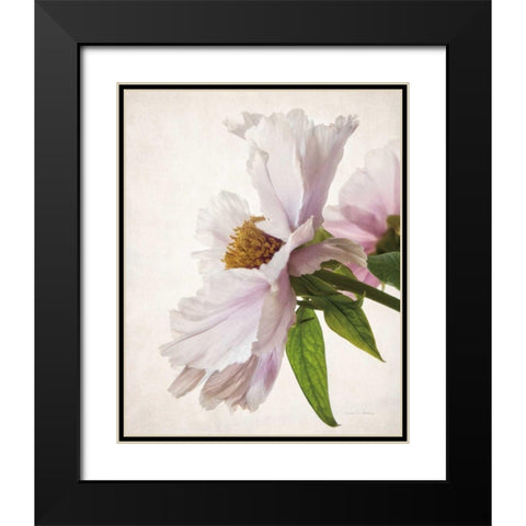 Translucent Peony IV Black Modern Wood Framed Art Print with Double Matting by Van Swearingen, Debra
