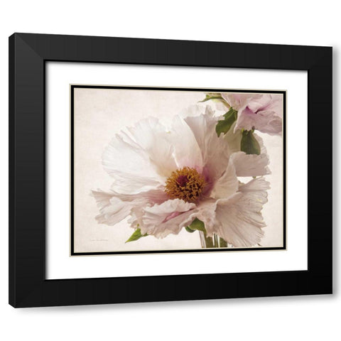 Translucent Peony V Black Modern Wood Framed Art Print with Double Matting by Van Swearingen, Debra