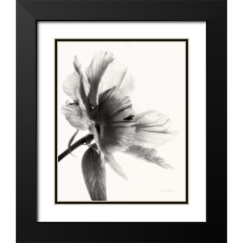 Translucent Peony IIBW Black Modern Wood Framed Art Print with Double Matting by Van Swearingen, Debra