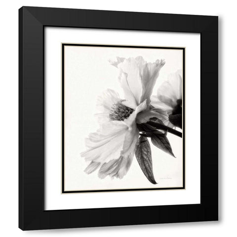 Translucent Peony IVBW Black Modern Wood Framed Art Print with Double Matting by Van Swearingen, Debra