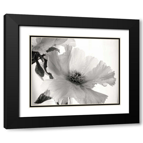 Translucent Peony VIBW Black Modern Wood Framed Art Print with Double Matting by Van Swearingen, Debra