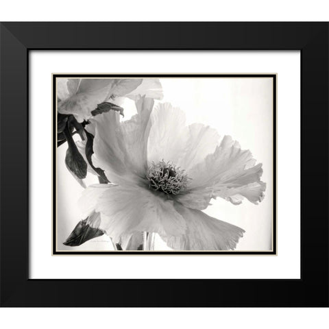 Translucent Peony VIBW Black Modern Wood Framed Art Print with Double Matting by Van Swearingen, Debra