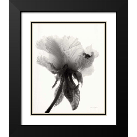 Translucent Peony VIIBW Black Modern Wood Framed Art Print with Double Matting by Van Swearingen, Debra