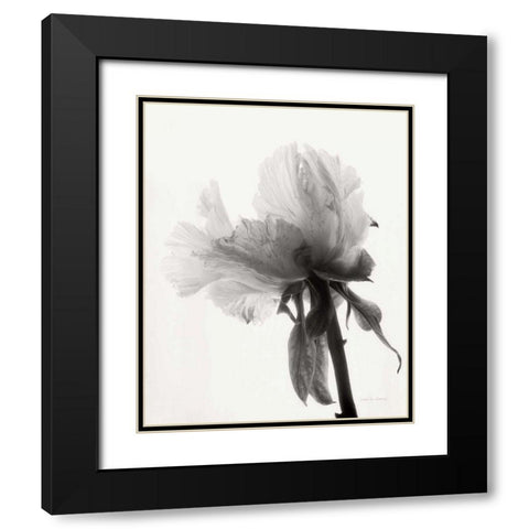 Translucent Peony VIIIBW Black Modern Wood Framed Art Print with Double Matting by Van Swearingen, Debra