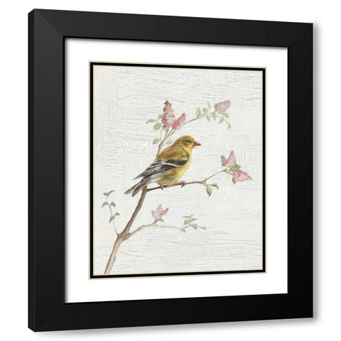 Female Goldfinch Vintage v2 Black Modern Wood Framed Art Print with Double Matting by Nai, Danhui