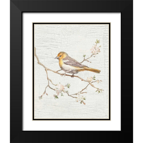 Northern Oriole Vintage v2 Black Modern Wood Framed Art Print with Double Matting by Nai, Danhui