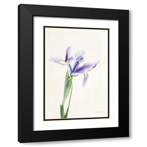 Light and Bright Floral IV Black Modern Wood Framed Art Print with Double Matting by Urquhart, Elizabeth
