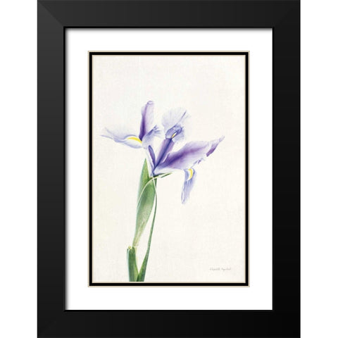 Light and Bright Floral IV Black Modern Wood Framed Art Print with Double Matting by Urquhart, Elizabeth