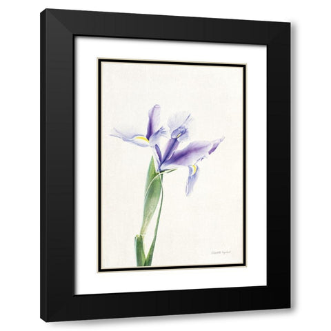 Light and Bright Floral IV Black Modern Wood Framed Art Print with Double Matting by Urquhart, Elizabeth