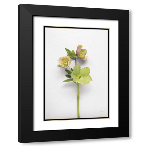 Hellebore Study I Black Modern Wood Framed Art Print with Double Matting by Bradley, Felicity