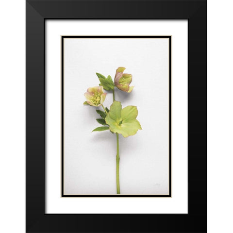 Hellebore Study I Black Modern Wood Framed Art Print with Double Matting by Bradley, Felicity