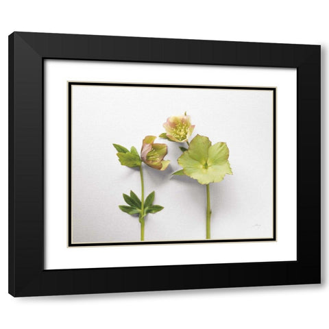 Hellebore Study IV Black Modern Wood Framed Art Print with Double Matting by Bradley, Felicity