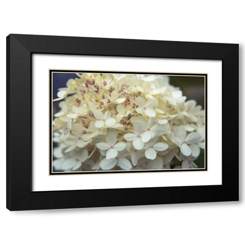 Hydrangea Delight I Black Modern Wood Framed Art Print with Double Matting by Bradley, Felicity