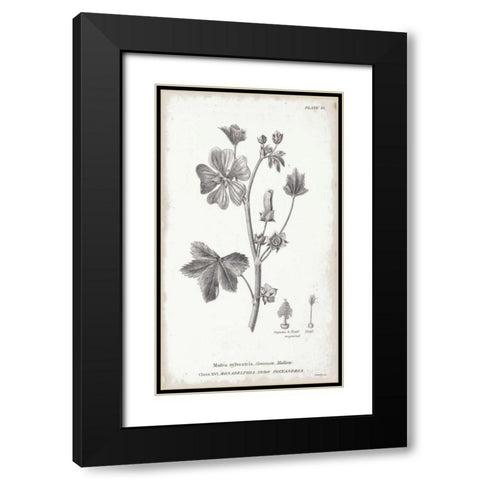 Conversations on Botany VII Black Modern Wood Framed Art Print with Double Matting by Wild Apple Portfolio