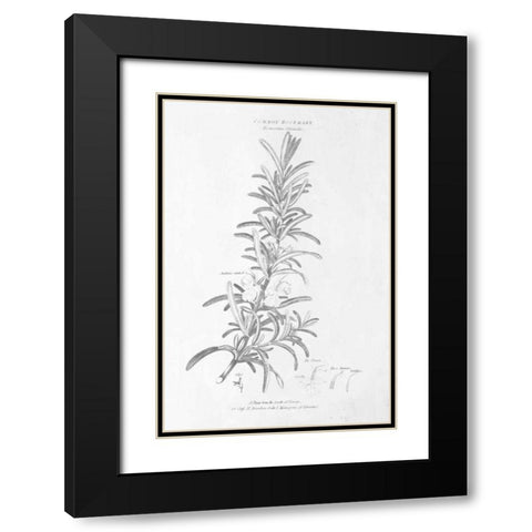 Botany Book VI Black Modern Wood Framed Art Print with Double Matting by Wild Apple Portfolio