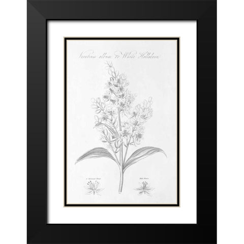 Botany Book XI Black Modern Wood Framed Art Print with Double Matting by Wild Apple Portfolio