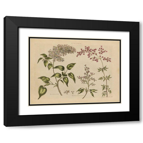 Herbal Botanical I Black Modern Wood Framed Art Print with Double Matting by Wild Apple Portfolio