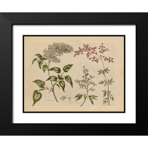 Herbal Botanical I Black Modern Wood Framed Art Print with Double Matting by Wild Apple Portfolio