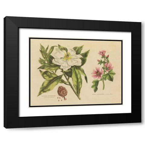 Herbal Botanical II Black Modern Wood Framed Art Print with Double Matting by Wild Apple Portfolio