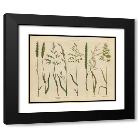 Herbal Botanical VII Black Modern Wood Framed Art Print with Double Matting by Wild Apple Portfolio